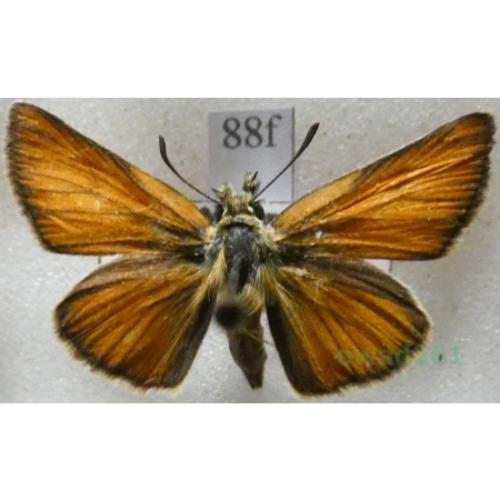 Thymelicus sylvestris (Poda, 1761) Karłątek ceglasty, karłątek leśny Czech88f